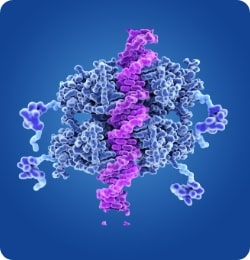 p53 tumour suppressor